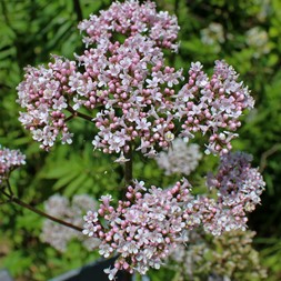 Valeriana officinalis (common valerian)