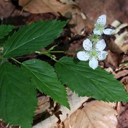Rubus canadensis (smooth blackberry)