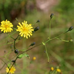 Hieracium paniculatum (Allegheny hawkweed)