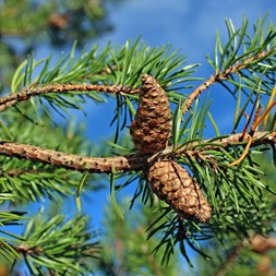 Pinus banksiana (Jack pine)
