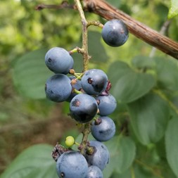 Vitis riparia (river grape)