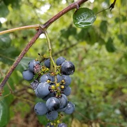 Vitaceae (grape family)