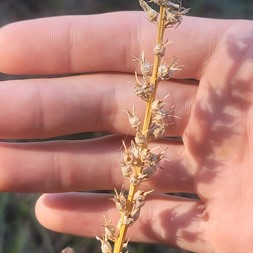 Aletris farinosa (white colicroot)