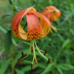 Lilium superbum (turk's-cap lily)