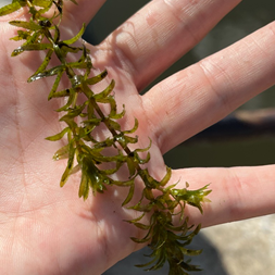 Hydrilla verticillata (waterthyme)