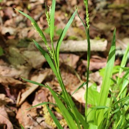 Carex laxiflora (loose-flowered sedge)
