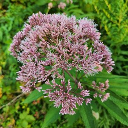 Eutrochium fistulosum (trumpetweed)