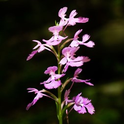 Platanthera grandiflora (greater purple fringed orchid)