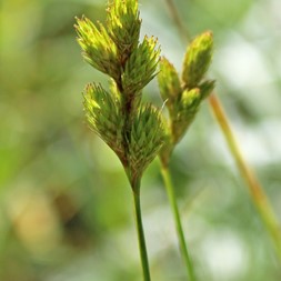 Carex scoparia (broom sedge)