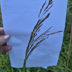 Tridens flavus (purpletop tridens)