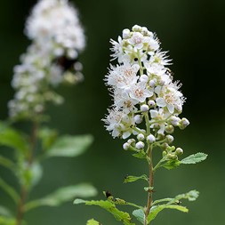 Spiraea alba (white meadowsweet)