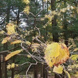 Hamamelis (witch-hazel)