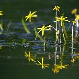 Heteranthera (mud-plantain)