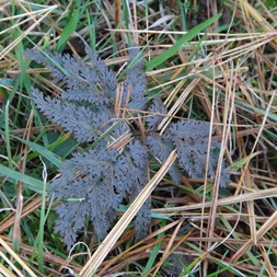 Ophioglossaceae (adder's tongue family)