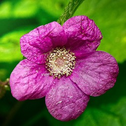 Rubus odoratus (purple-flowering raspberry)