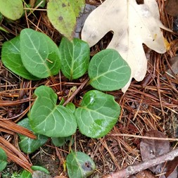 Pyrola chlorantha (green-flowered shinleaf)
