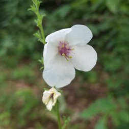 Verbascum (mullein)