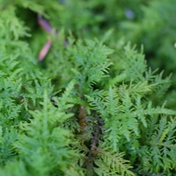 Thuidium (fern moss)