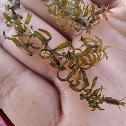 Elodea nuttallii (Nuttall's waterweed)