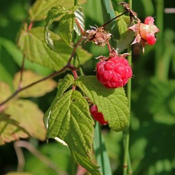 Rubus idaeus (red raspberry)