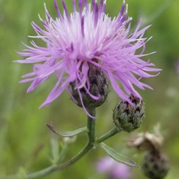 Centaurea stoebe (spotted knapweed)