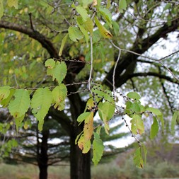 Ulmus pumila (Siberian elm)