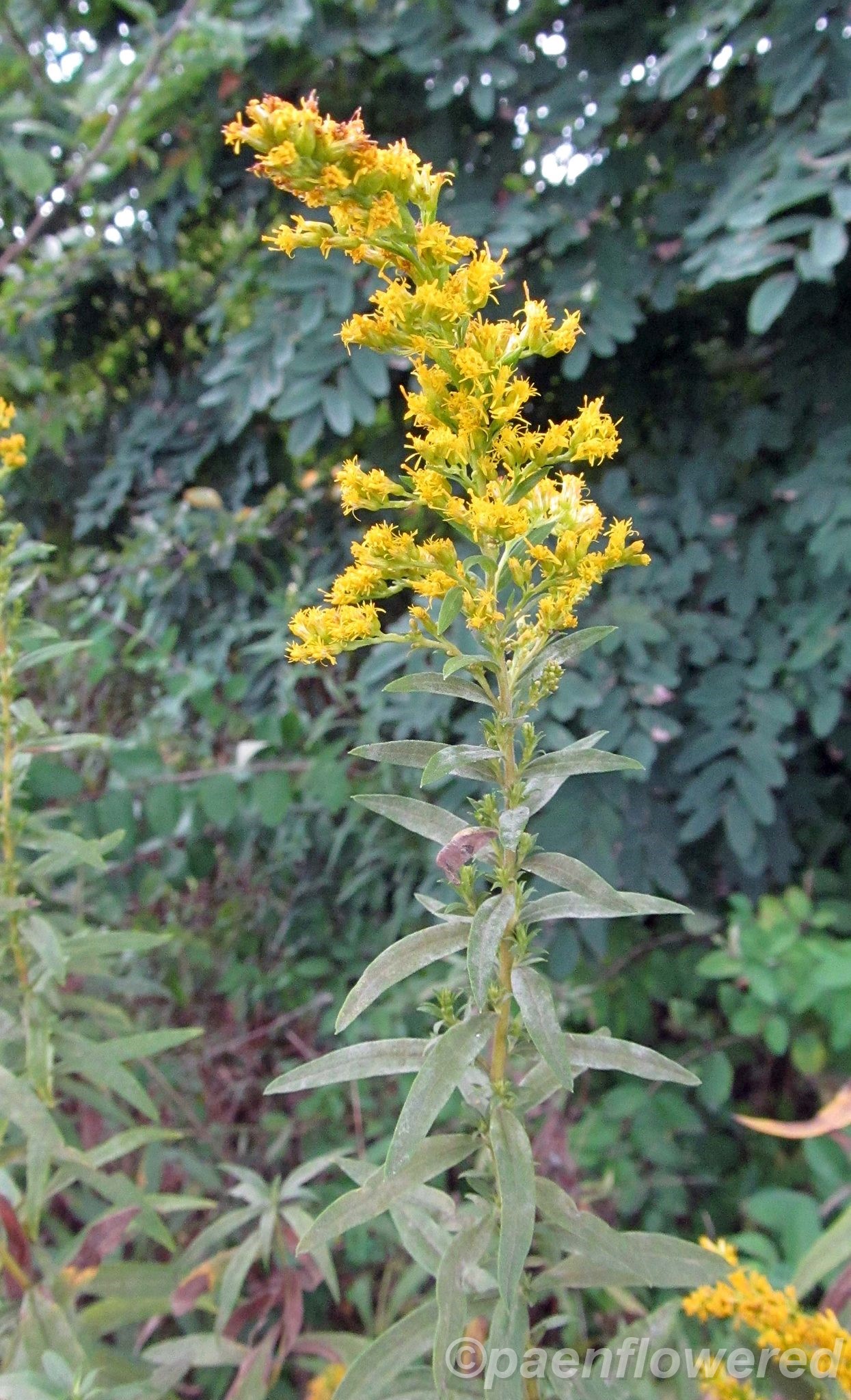 Gray Goldenrod - Flora of Pennsylvania