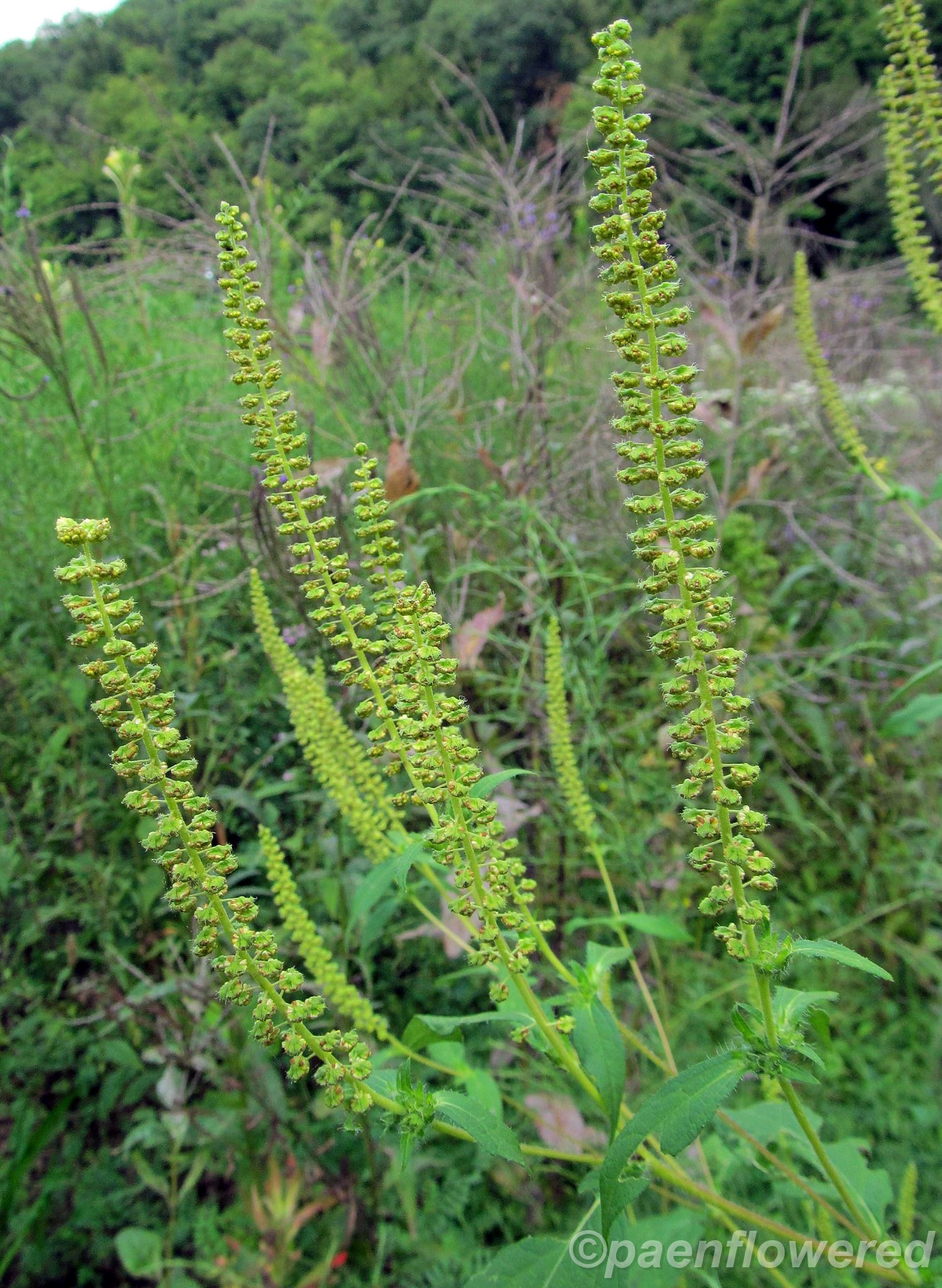 Great Ragweed - Flora of Pennsylvania