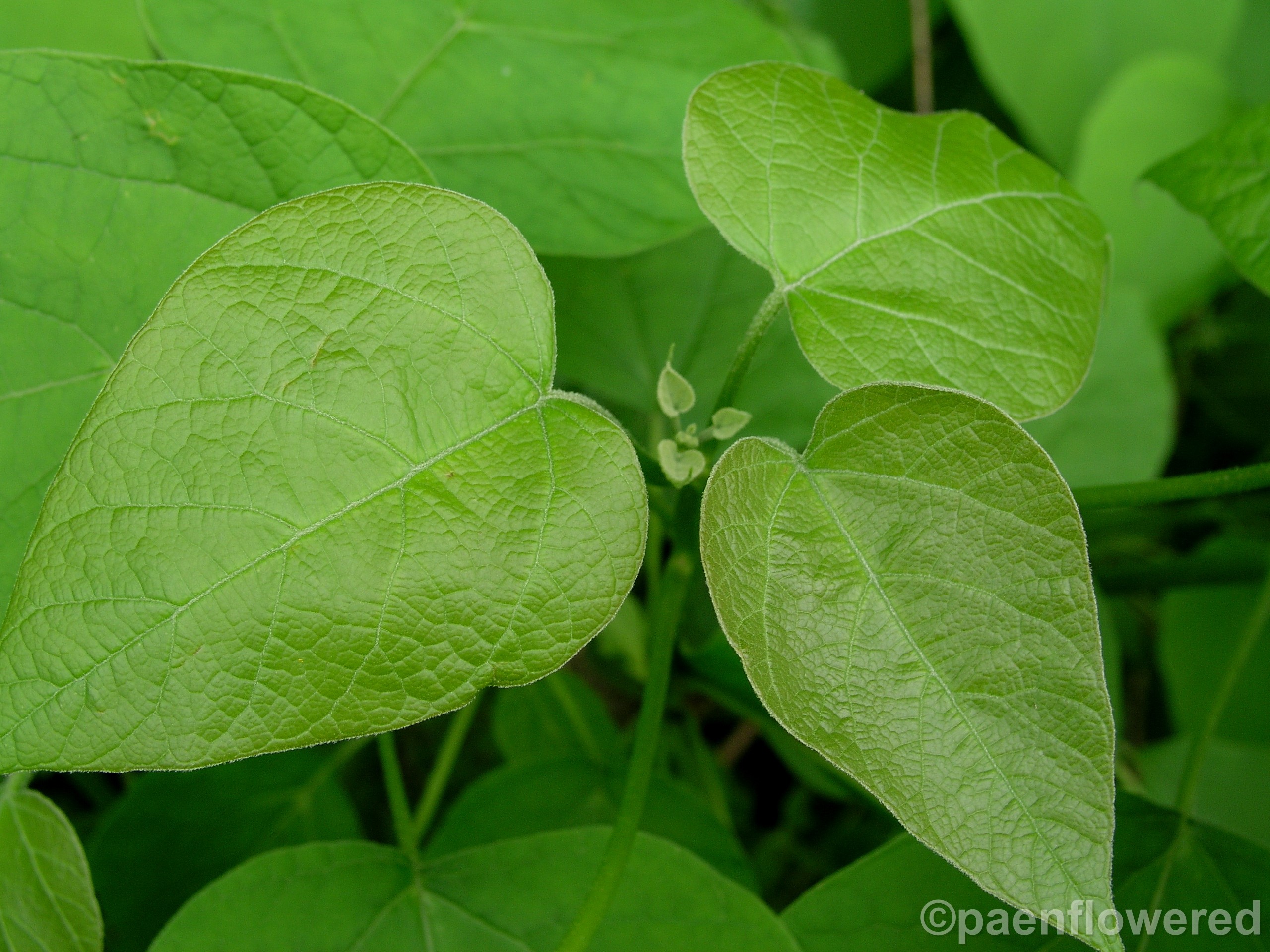 Southern Catalpa - Flora of Pennsylvania