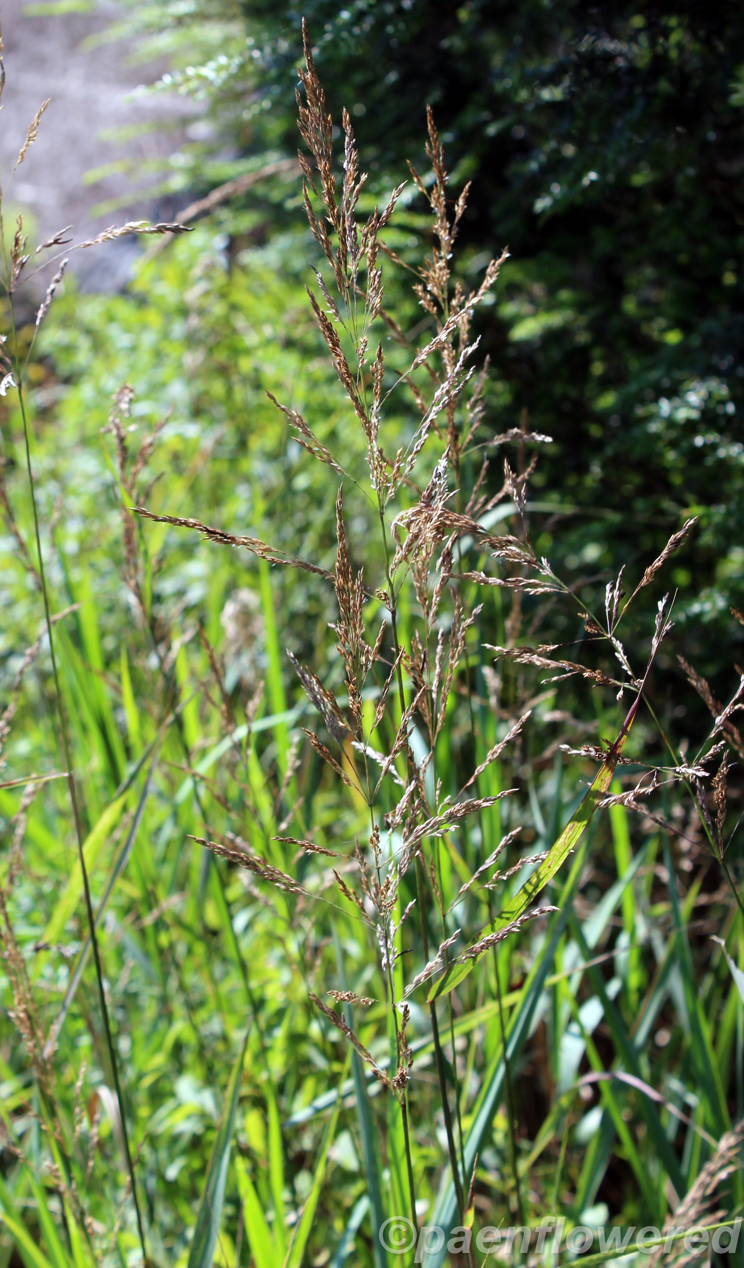 Bc Reeds Canada Reed Grass - Flora of Pennsylvania