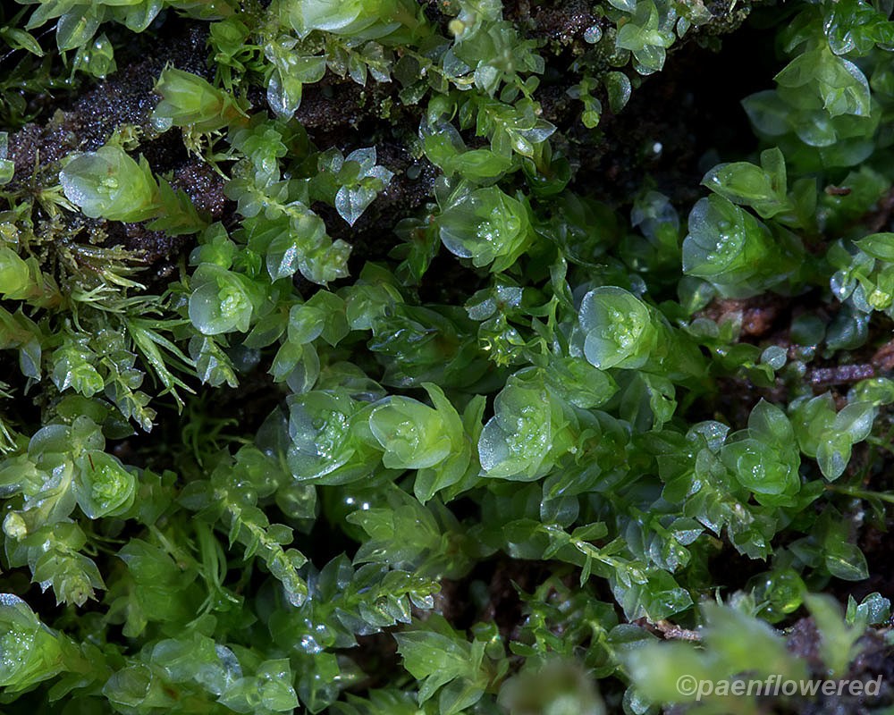Pellucid four-toothed moss - Flora of Pennsylvania