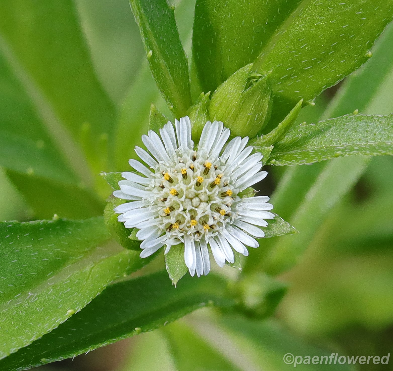 False Daisy Powder (Eclipta Prostrata) – 100% Natural Herb For Herbal Remedies By Schmerbals Herbals