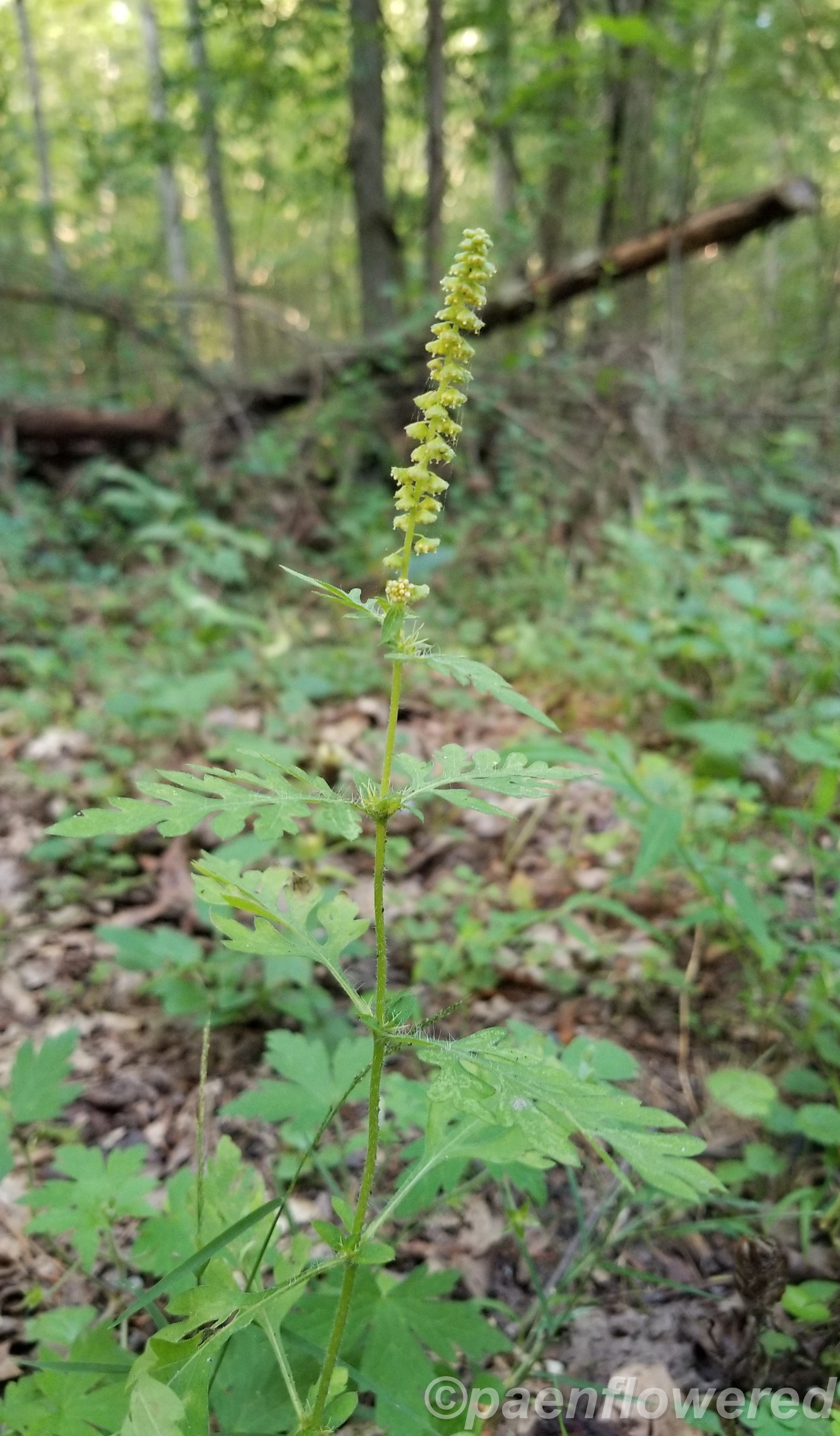 Annual Ragweed - Flora of Pennsylvania