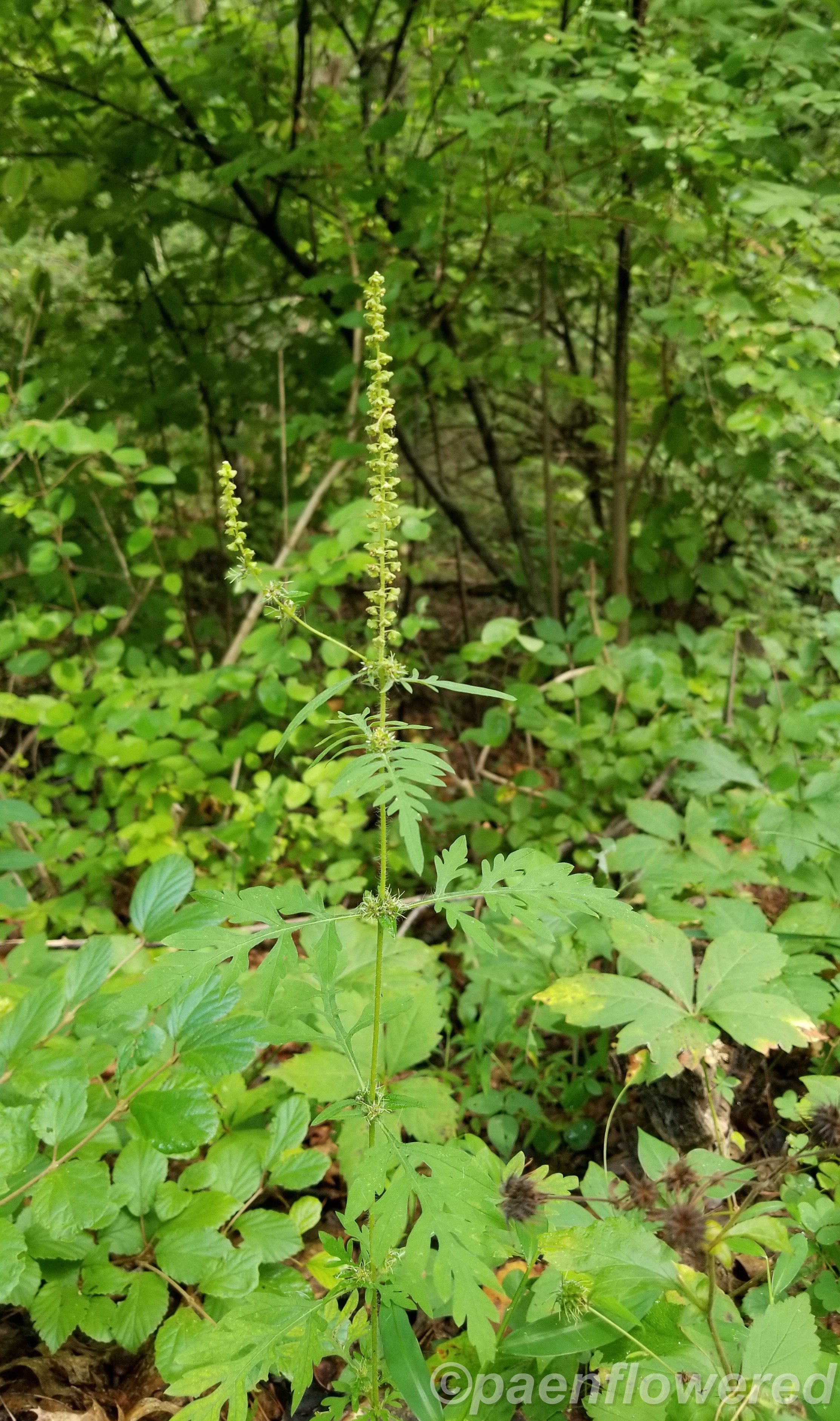 Annual ragweed - Flora of Pennsylvania