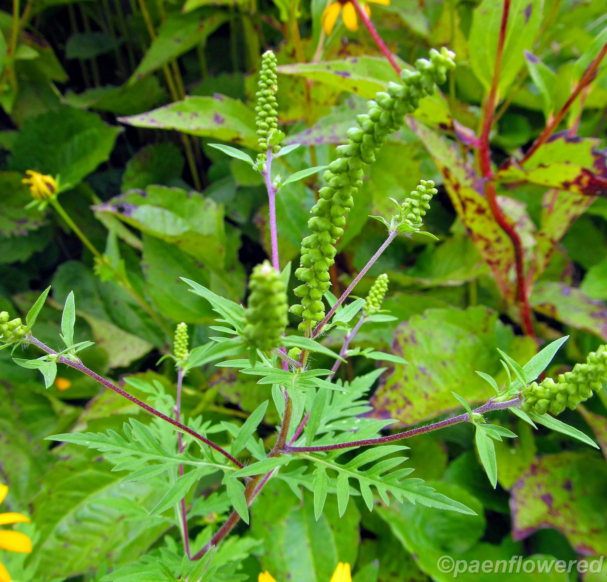 Annual Ragweed - Flora of Pennsylvania