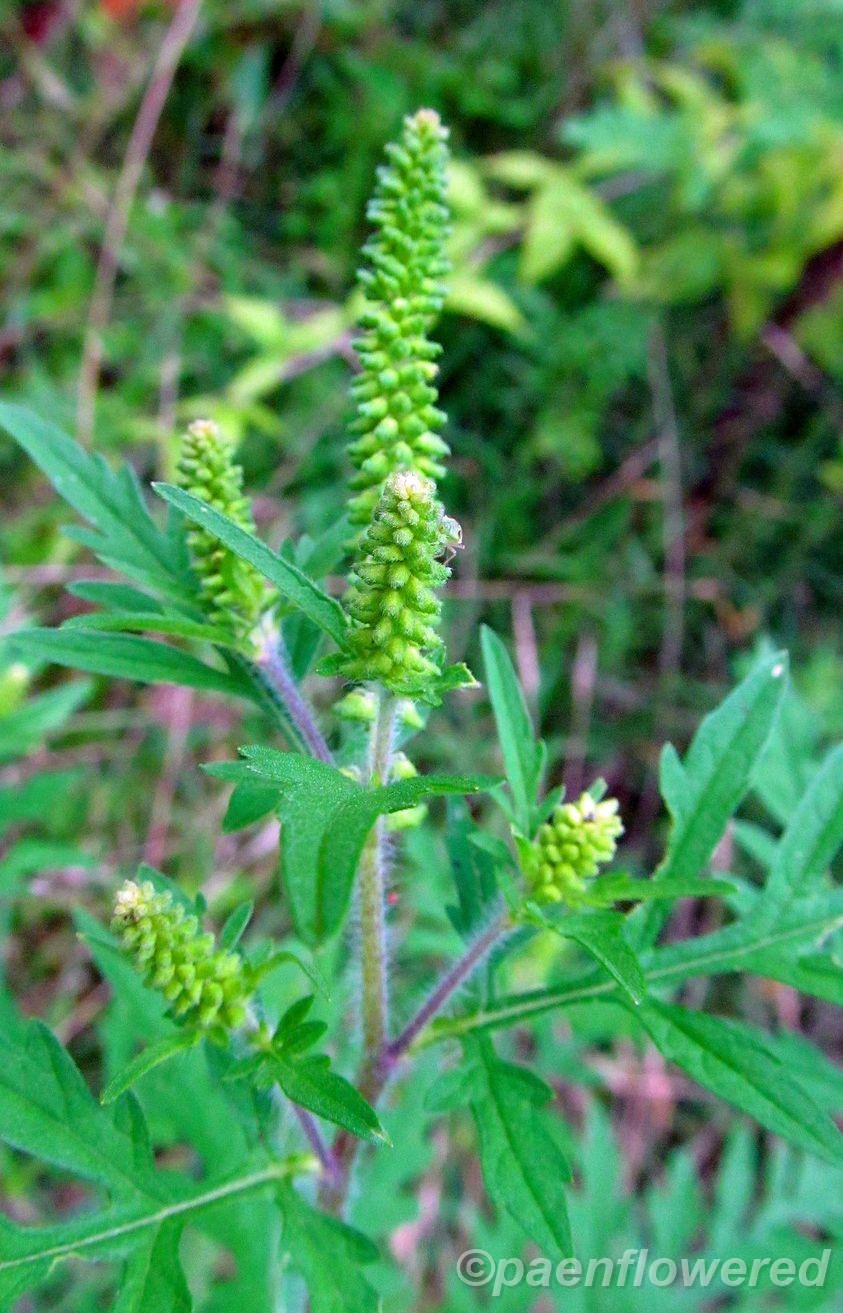 Annual ragweed - Flora of Pennsylvania