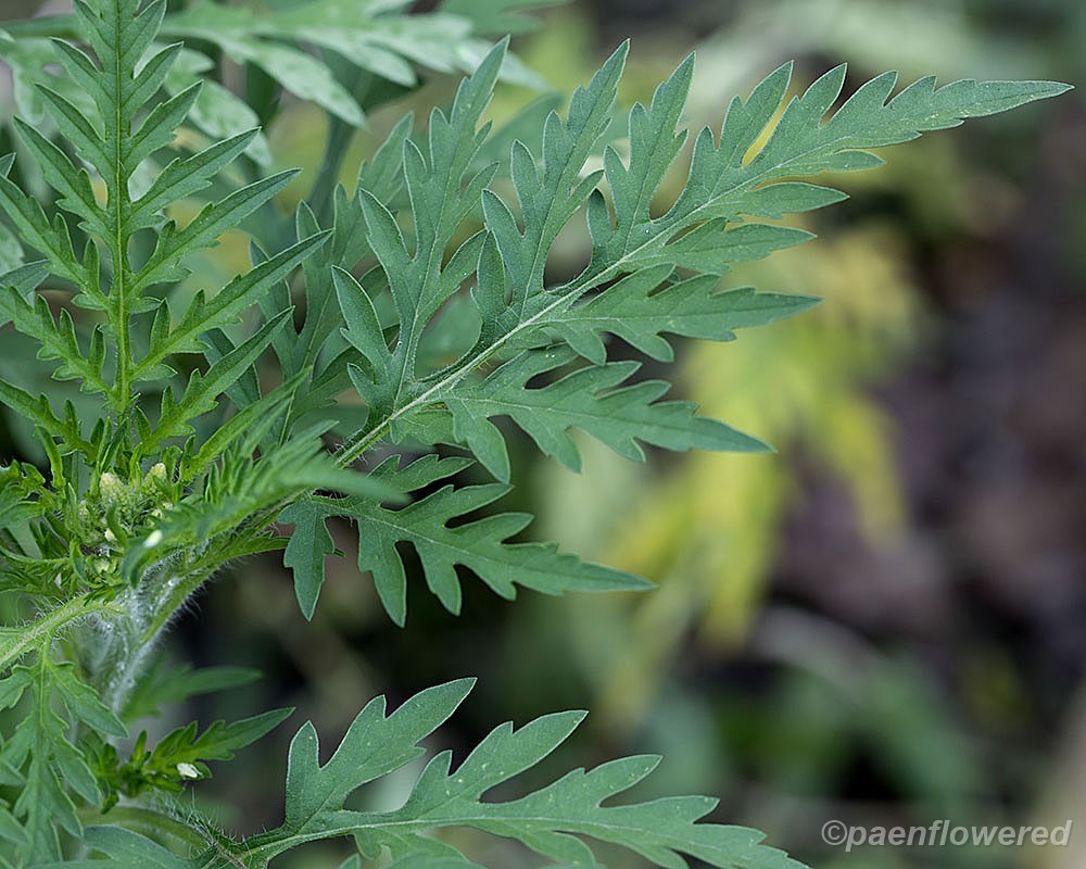Annual ragweed - Flora of Pennsylvania