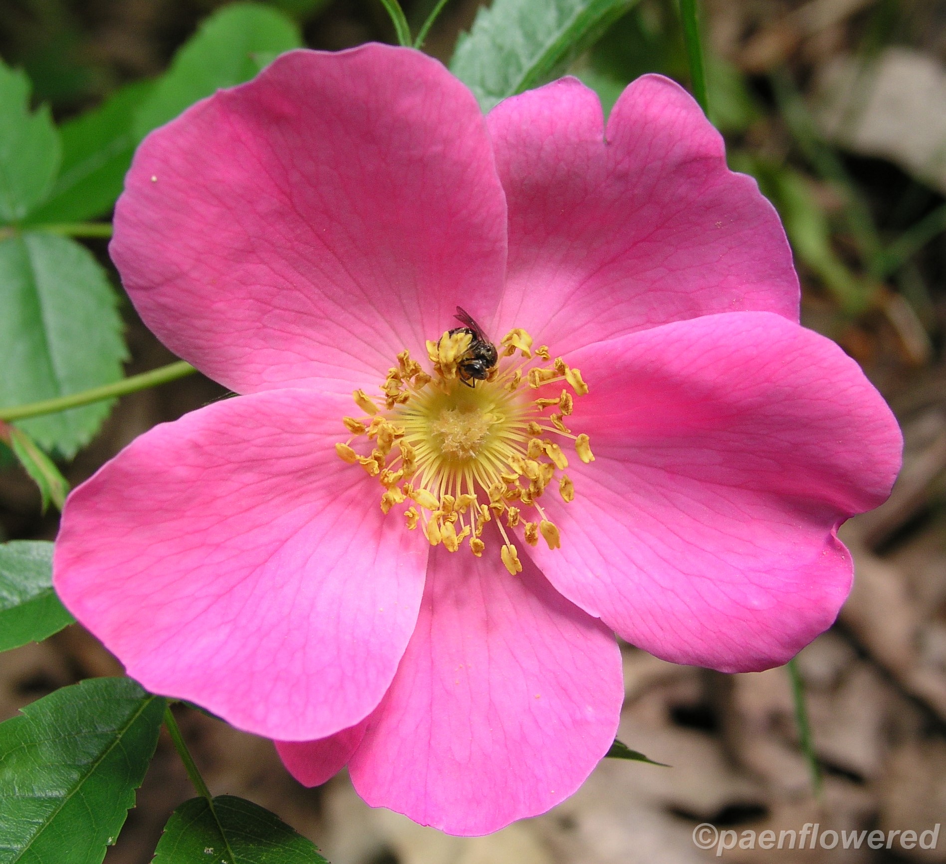 Native wildflowers blooming in PA - Flora of Pennsylvania