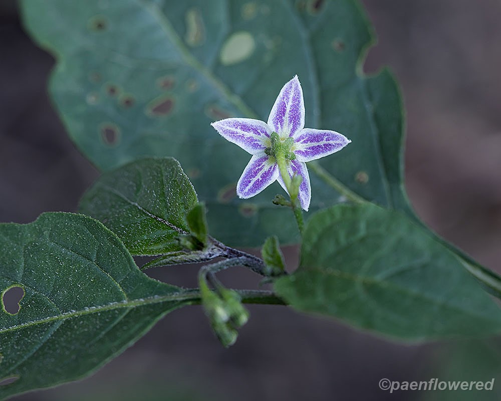 Eastern Black Nightshade - Flora of Pennsylvania