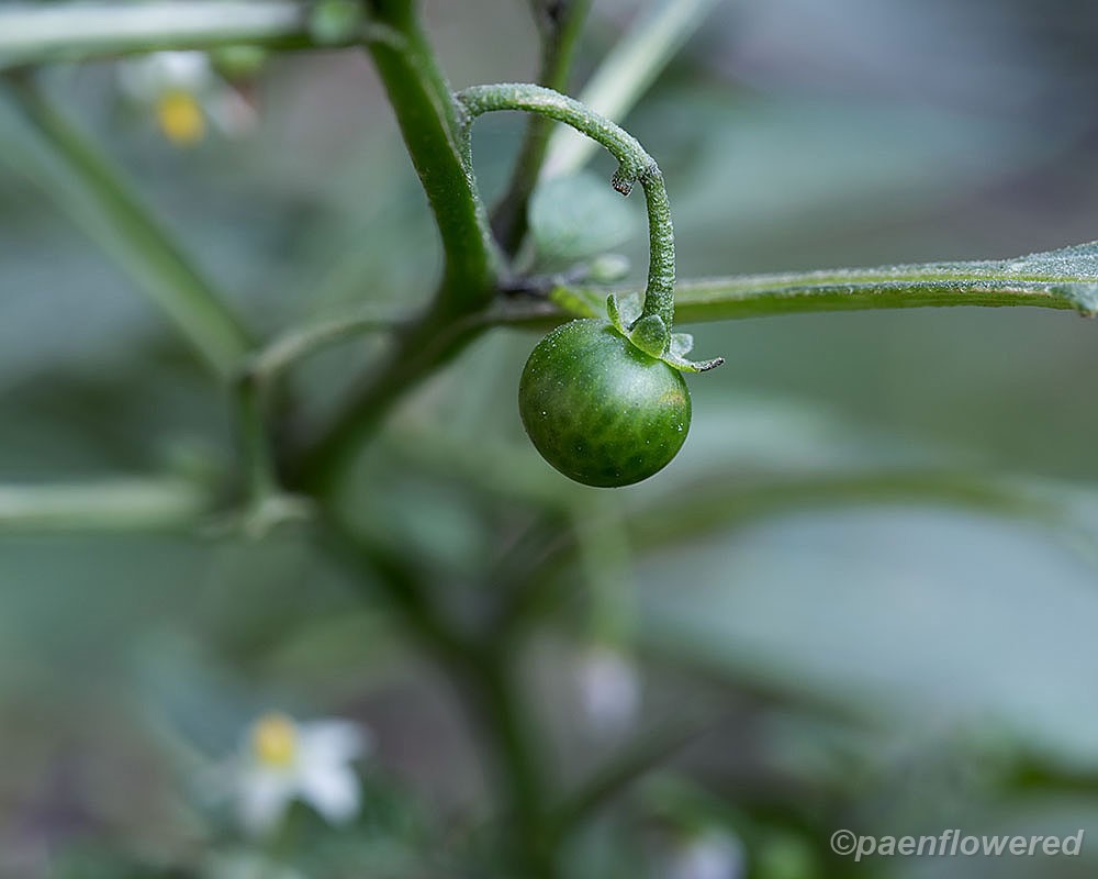 Eastern Black Nightshade - Flora of Pennsylvania