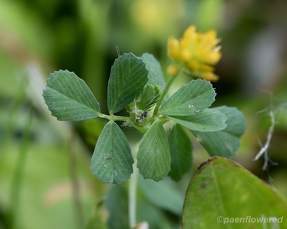 Lesser Hop Clover - Flora of Pennsylvania