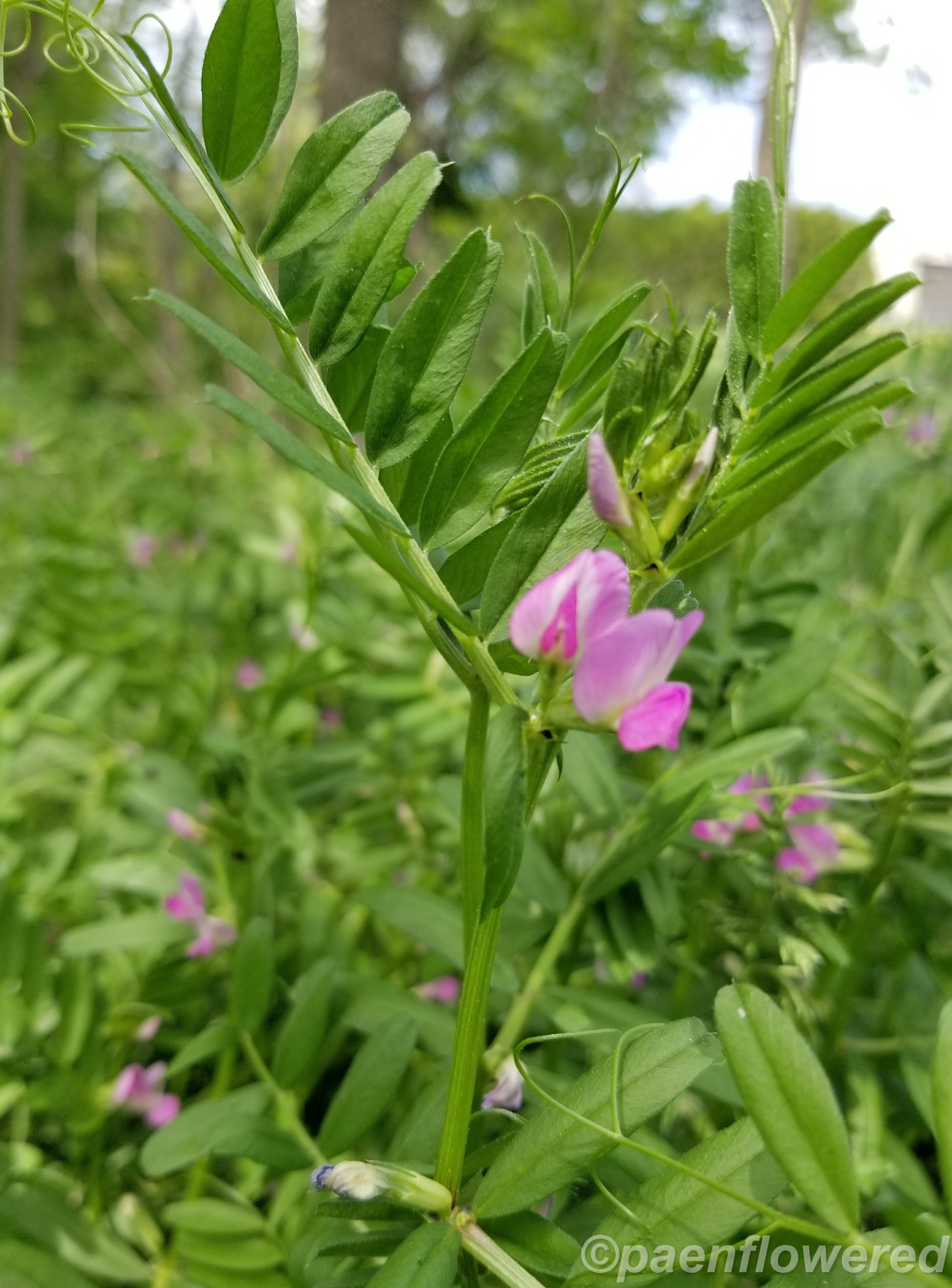 Prince Vetch Vetch - Flora of Pennsylvania