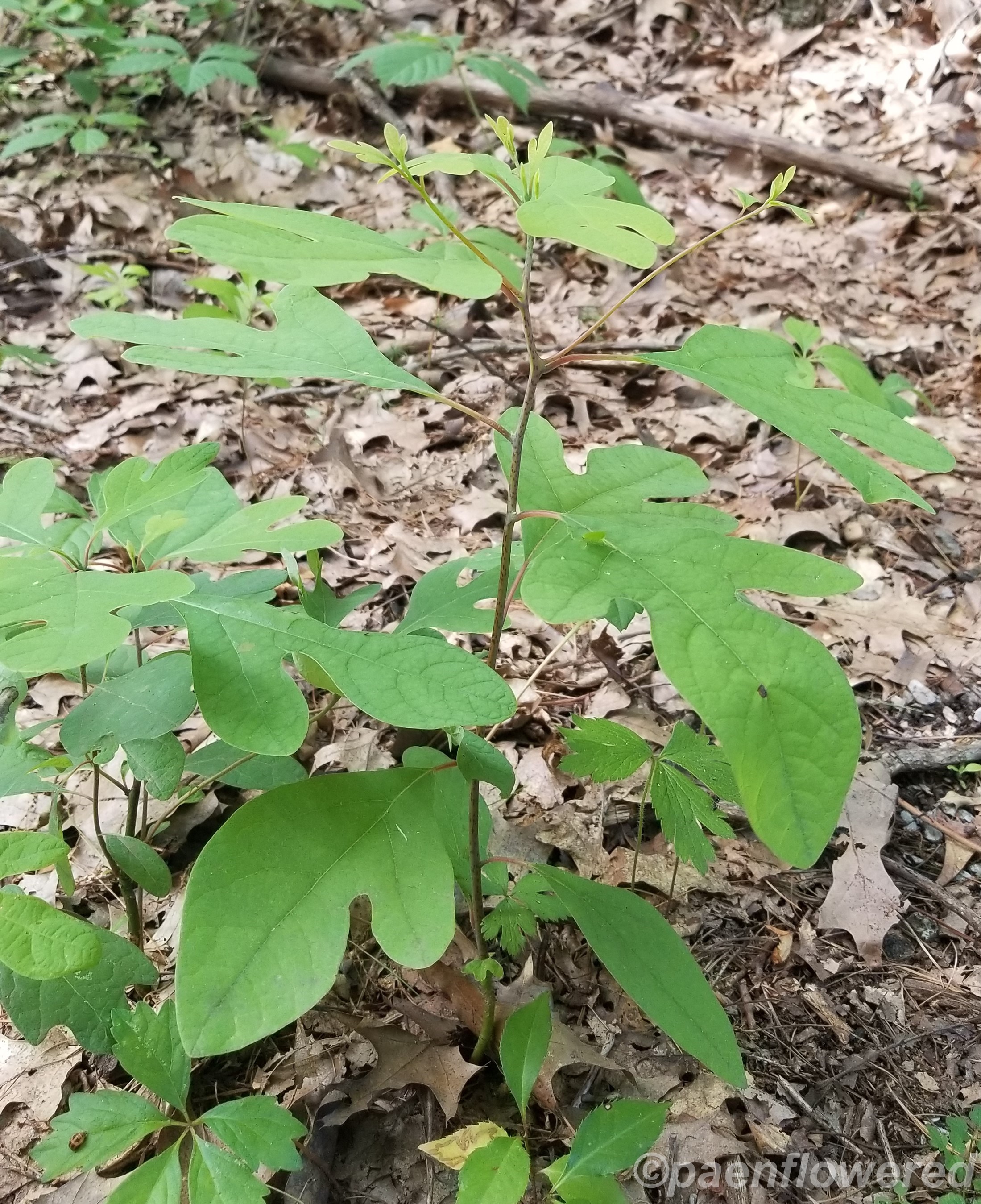 Sassafras - Flora of Pennsylvania