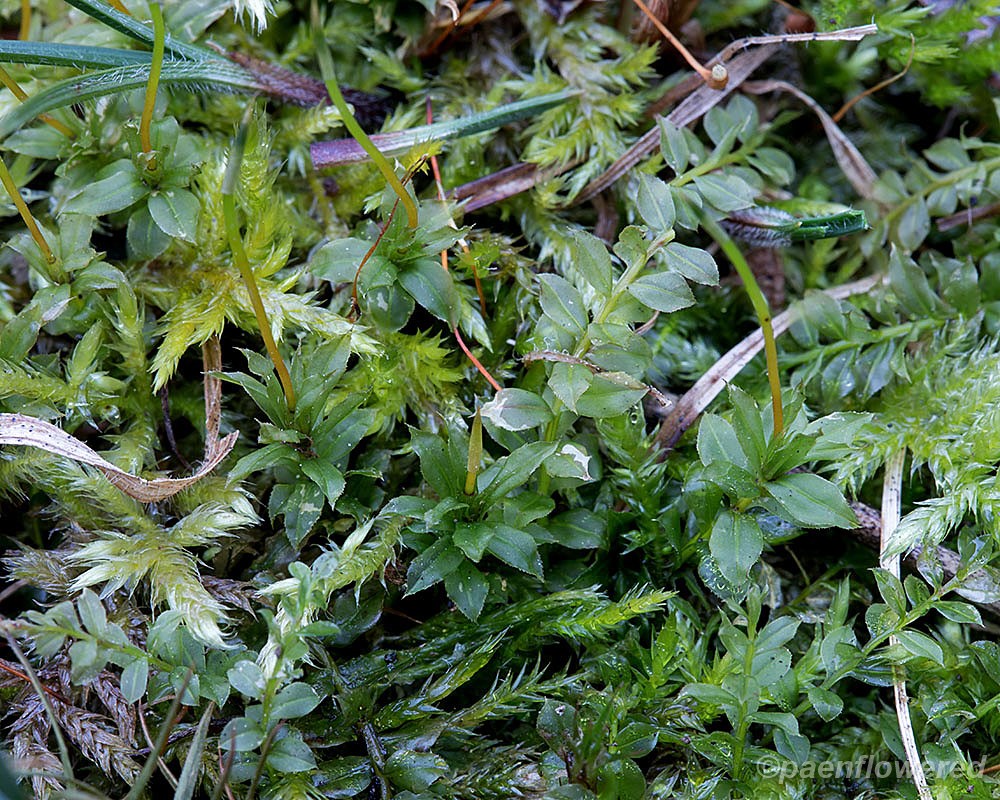Thyme moss family - Flora of Pennsylvania