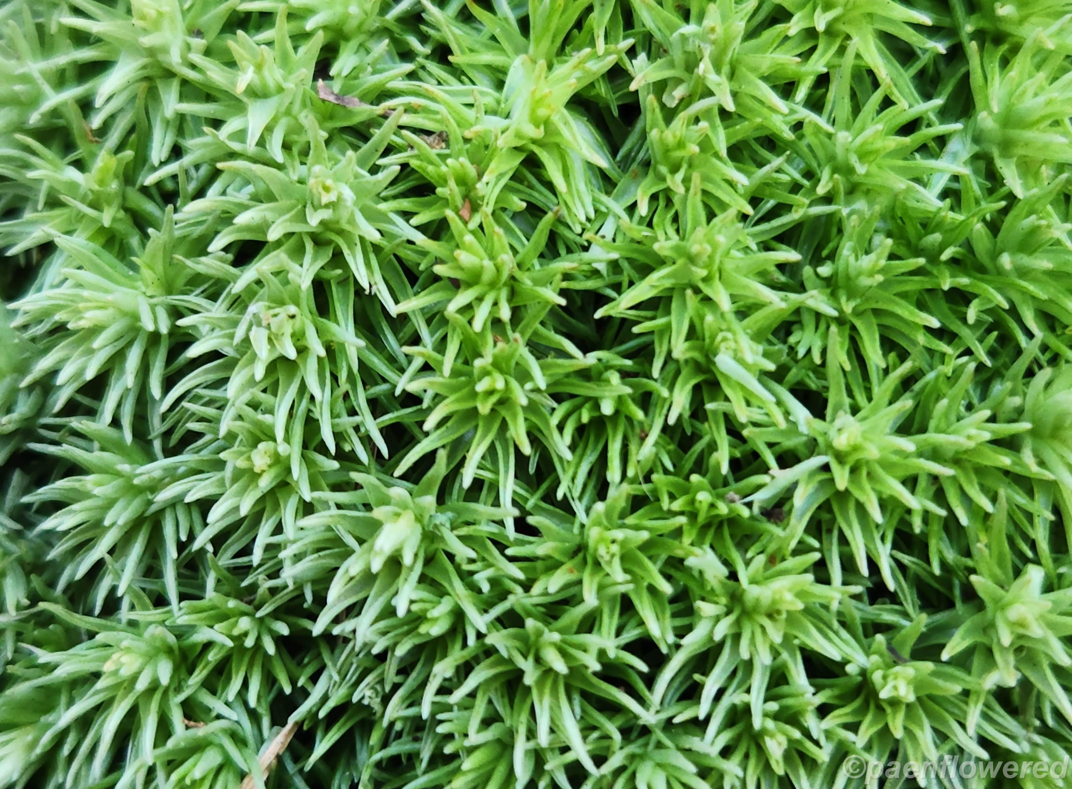 Pincushion moss - Flora of Pennsylvania