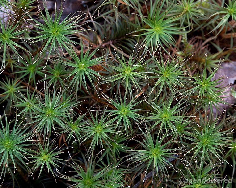 Common haircap moss - Flora of Pennsylvania