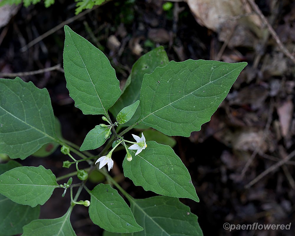Nightshade - Flora of Pennsylvania
