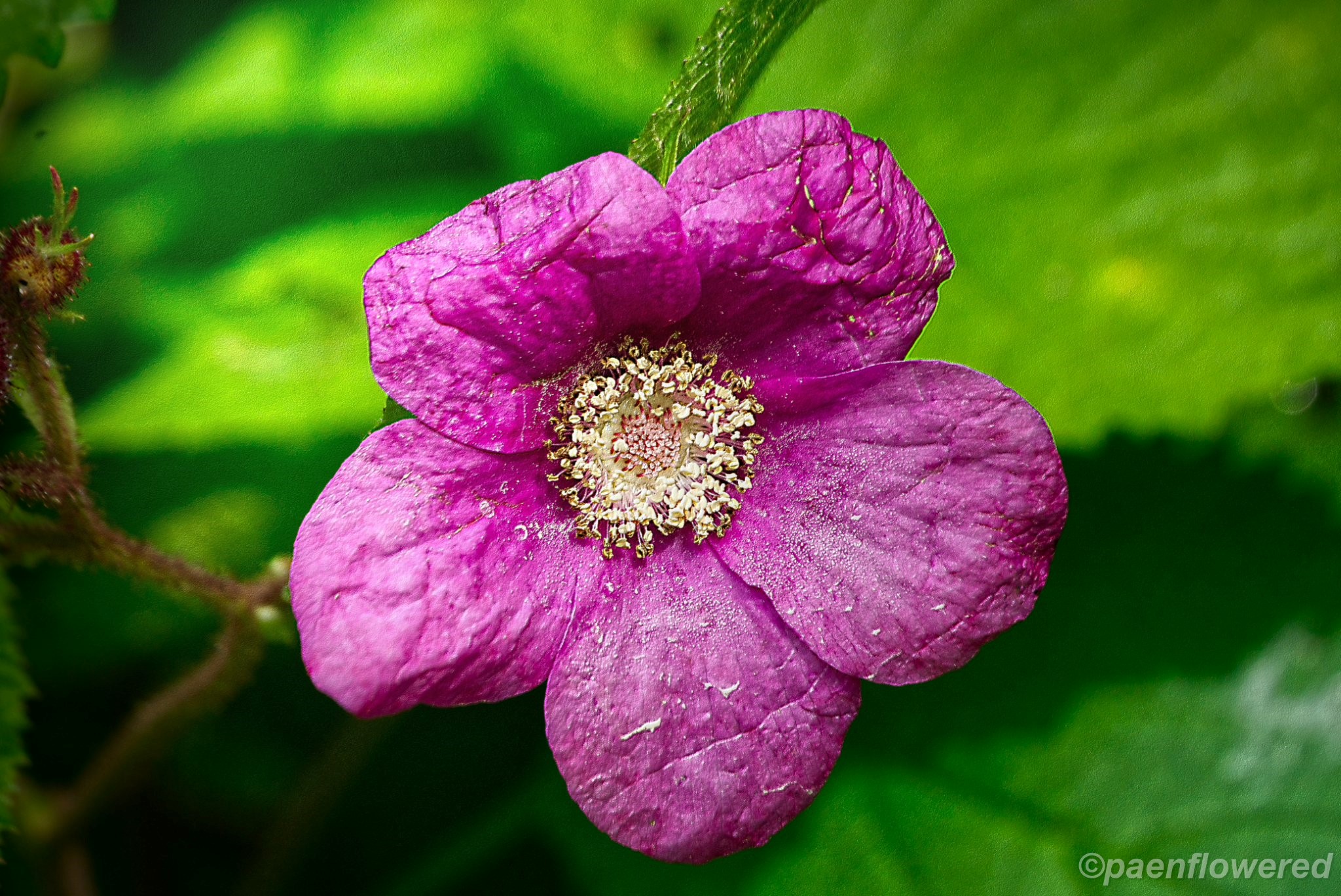 Native Wildflowers Blooming in PA - Flora of Pennsylvania