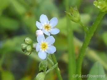 Plant in flower