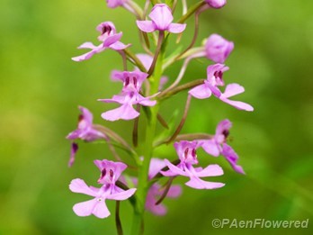 Plant in flower